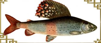 Grayling from the side