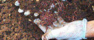 Как развести червей для рыбалки в домашних условиях