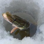 Как зимуют рыбы