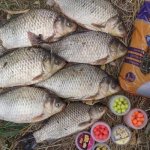 Crucian carp caught with boilies