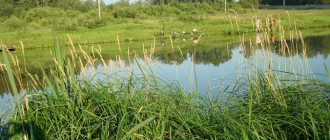 Cultural and fishing farm &quot;Svetlye Gory&quot;: fishing and what kind of fish is found