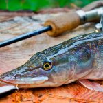 Fishing for pike in the fall with a spinning rod: choosing the best gear and the right technique