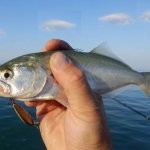 Луфарь-рыба-Описание-особенности-и-среда-обитания-рыбы-луфарь-1