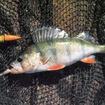 Perch in autumn: habits and fishing in September, October and November