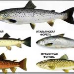 Main varieties of trout.