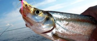 Рыба чехонь: ловля, снасть и прикормка