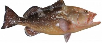 рыба групер