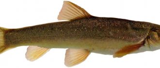 Marinka fish
