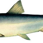 Рыба Муксун - внешний вид