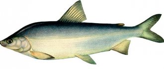 Muksun fish - appearance