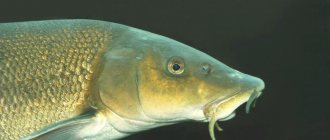 Barbel fish