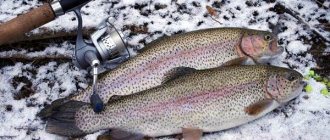 Trout-fishing-Where-when-and-what-to-catch-3