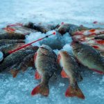 Рыболовный туризм в Сибири