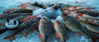 Fishing tourism in Siberia