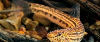 Common spined loach