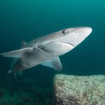 Специалисты утверждают что акул в Чёрном море можно не опасаться
