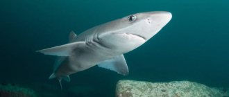 Специалисты утверждают что акул в Чёрном море можно не опасаться