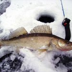 Pike perch on first ice