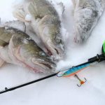 Fishing rod and pike perch