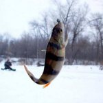 Вазузское водохранилище: рыбалка и какая рыба водится