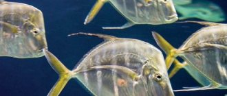Вомер-рыба-Описание-особенности-среда-обитания-и-фото-рыбы-4