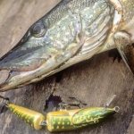 Everything you need to know about pike fishing in the summer and how to catch large prey? Useful tips 