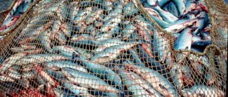 The mesh of the net is determined depending on the type of fish