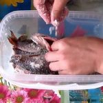 Женщина солит рыбу в пластиковом контейнере